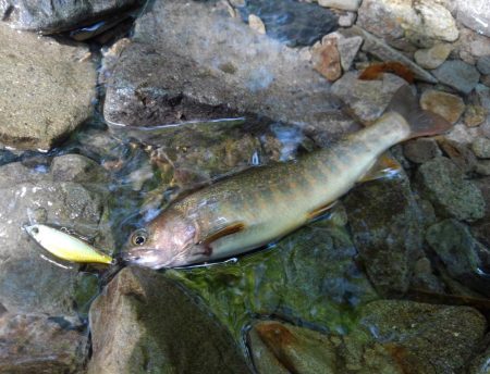 渓流ミノーイング
